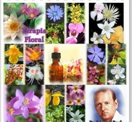 flores de bach